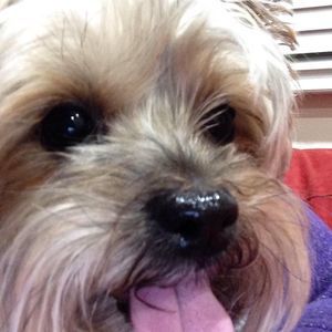 Meet your Posher, Stella